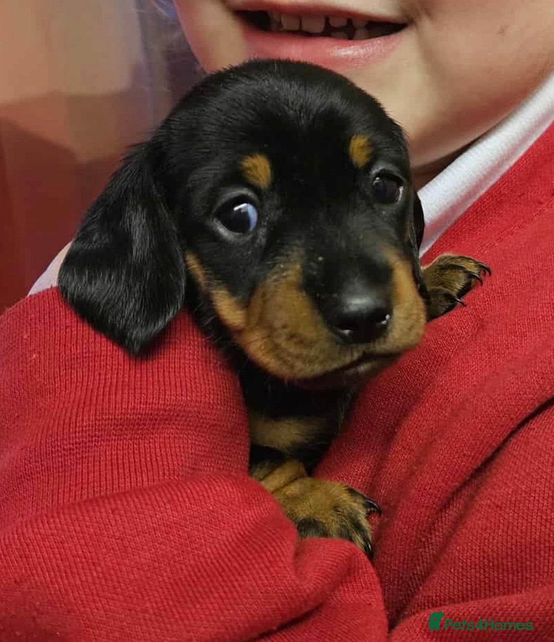 Miniature Dachshund dogs for sale: Miniature smooth haired dachshunds  - Image 9
