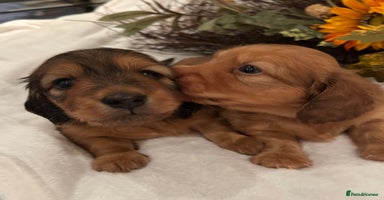 Miniature Dachshund dogs Picture Perfect mini Longhair Puppies  - Advert 8