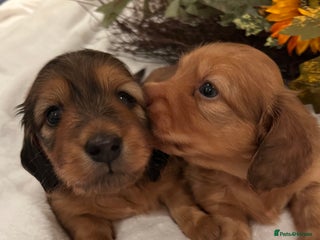 Miniature Dachshund dogs - Advert 3