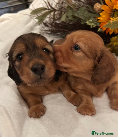 Miniature Dachshund dogs - Advert 4