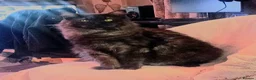 Maine Coon cats for stud: Meet nala  - Advert 2