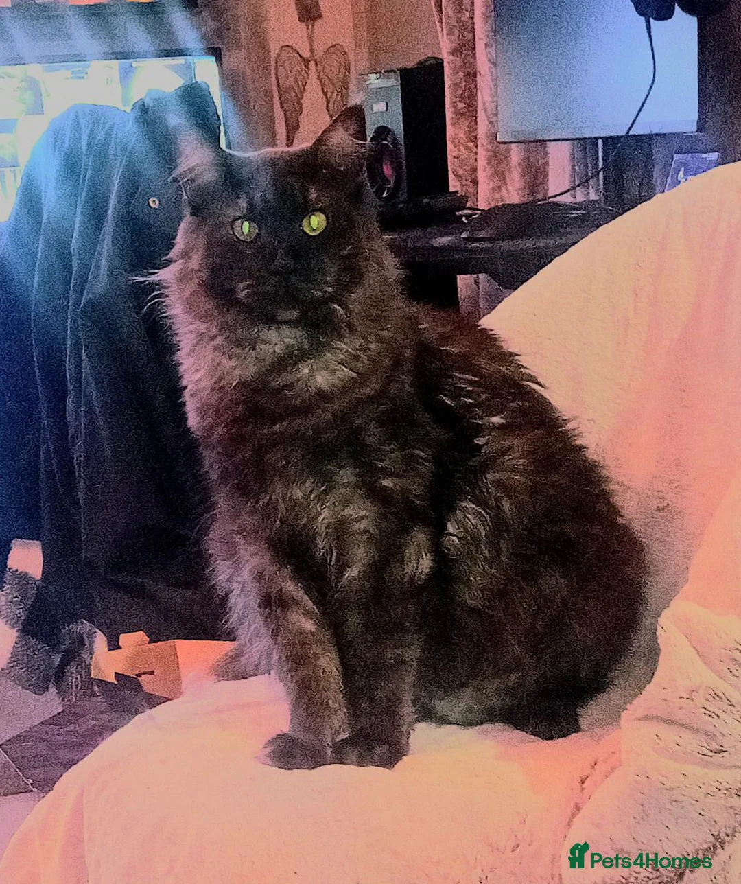 Maine Coon cats for stud: Meet nala  - Advert 2