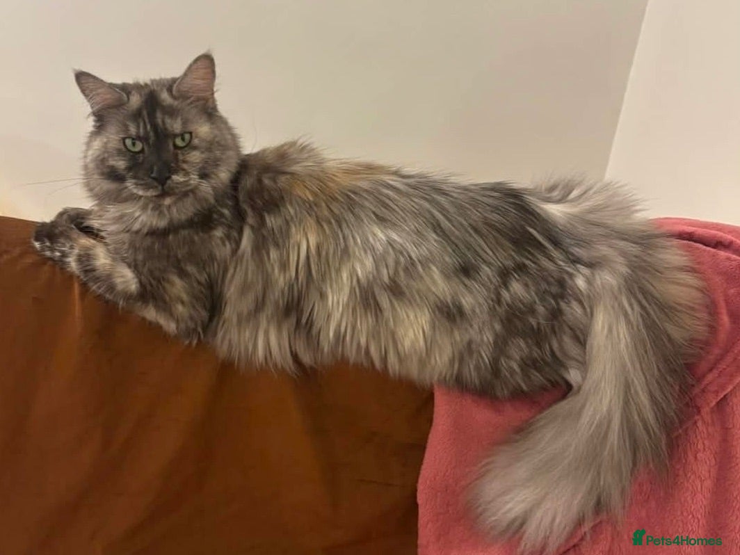 Maine Coon cats Adult Maine Coon Female – 4 years old  - Advert 2