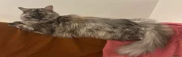 Maine Coon cats for sale: Adult Maine Coon Female – 4 years old  - Advert 1