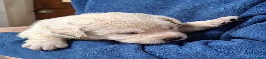 Labrador Retriever Puppy 4