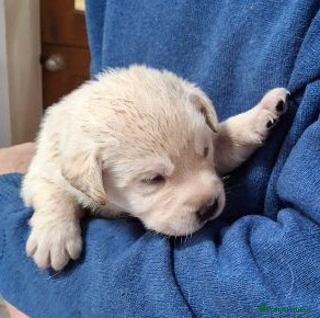 Labrador Retriever dogs for sale: Quality, Show Bred, Yellow Puppies - Image 9