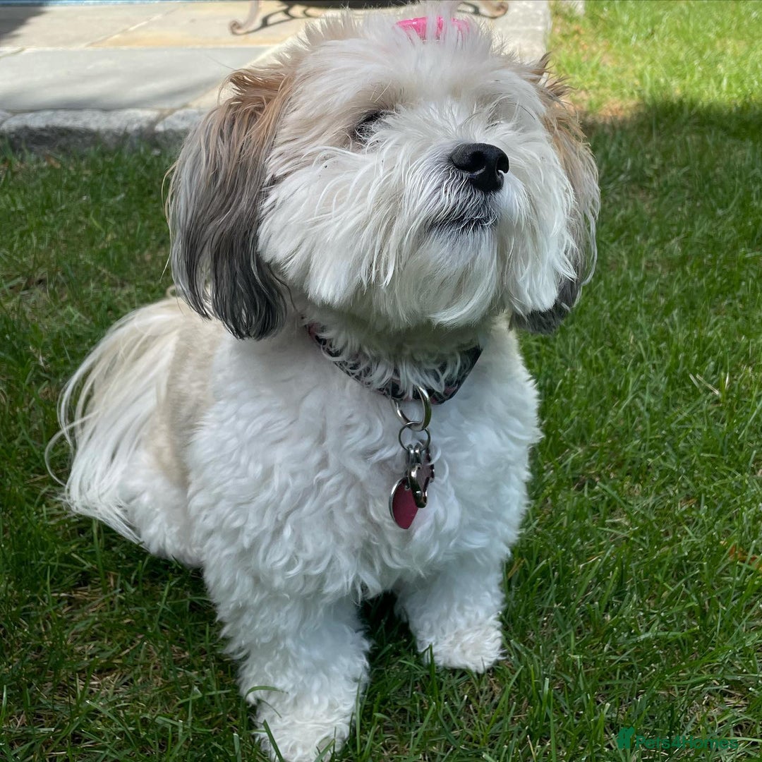 Havanese dogs for sale: Gorgeous Havanese Puppies for sale - Advert 2