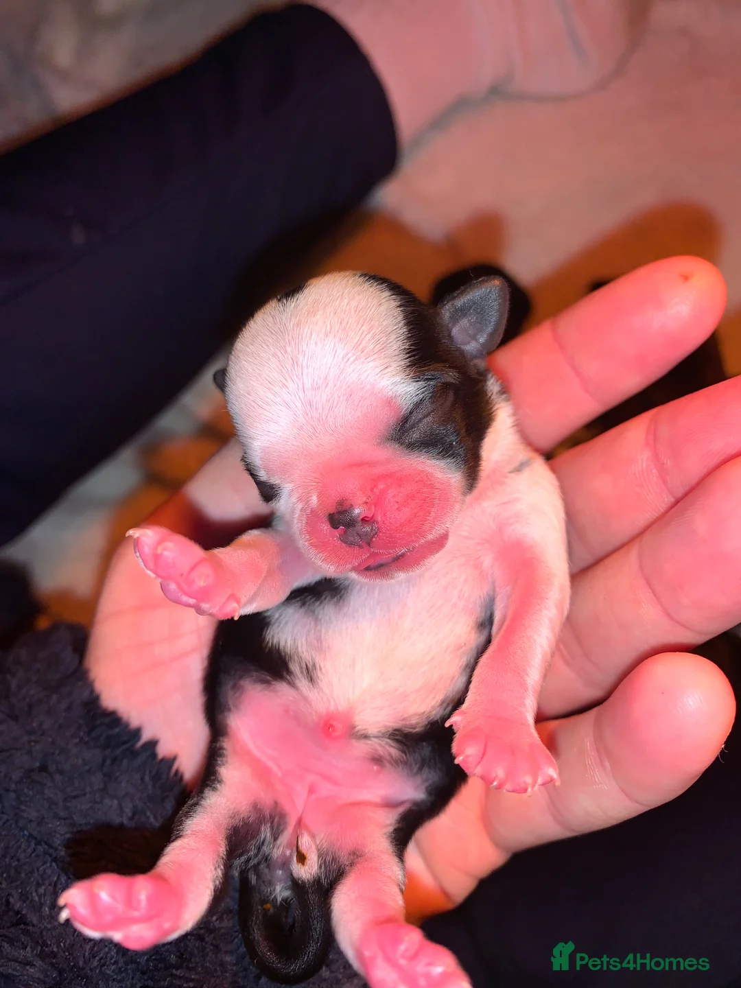 Pug dogs for sale: Panda pugs black and white  - Advert 2