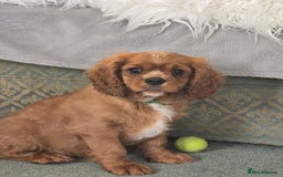 Cavalier King Charles Spaniel dogs for sale: ALL RESERVED in Shrewsbury - Image 6