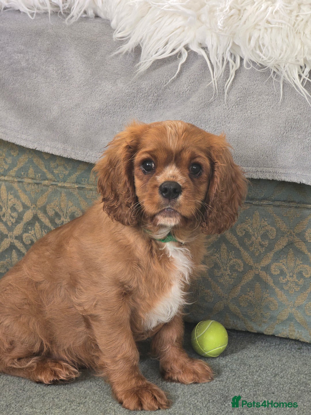 Cavalier King Charles Spaniel dogs for sale: ALL RESERVED in Shrewsbury - Image 6