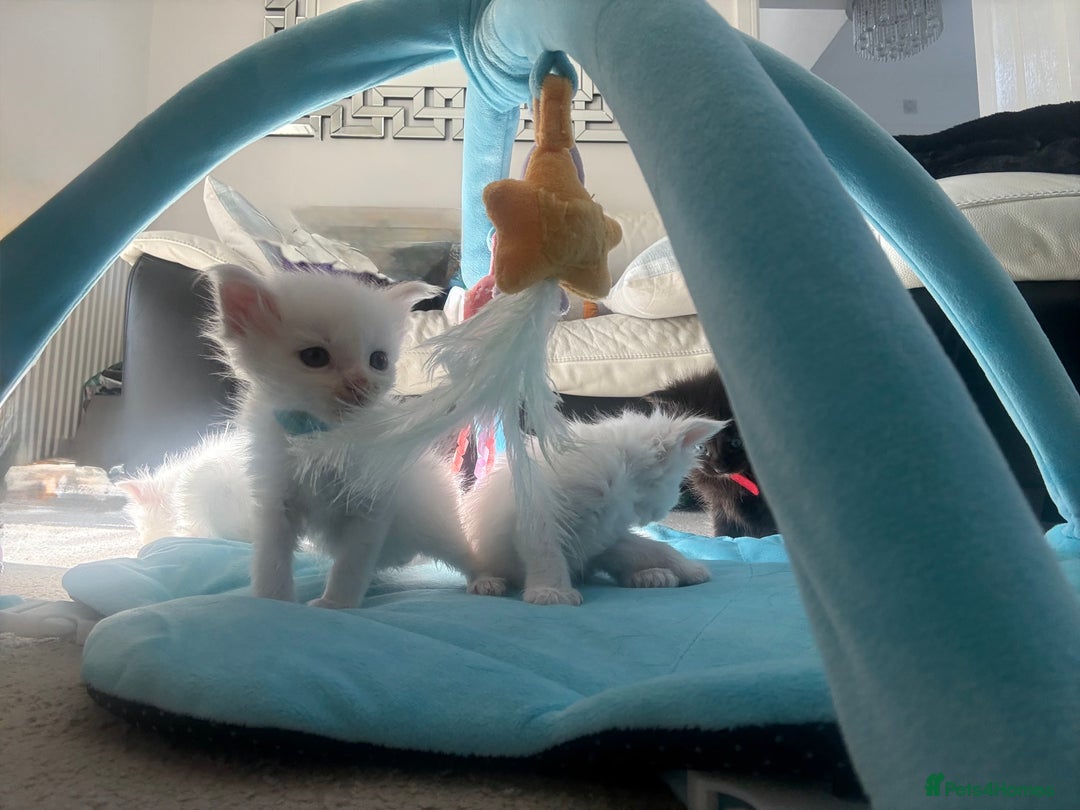 Maine Coon cats for sale: Maine Coon Kittens some polydactyl - only 2 left! - Image 20