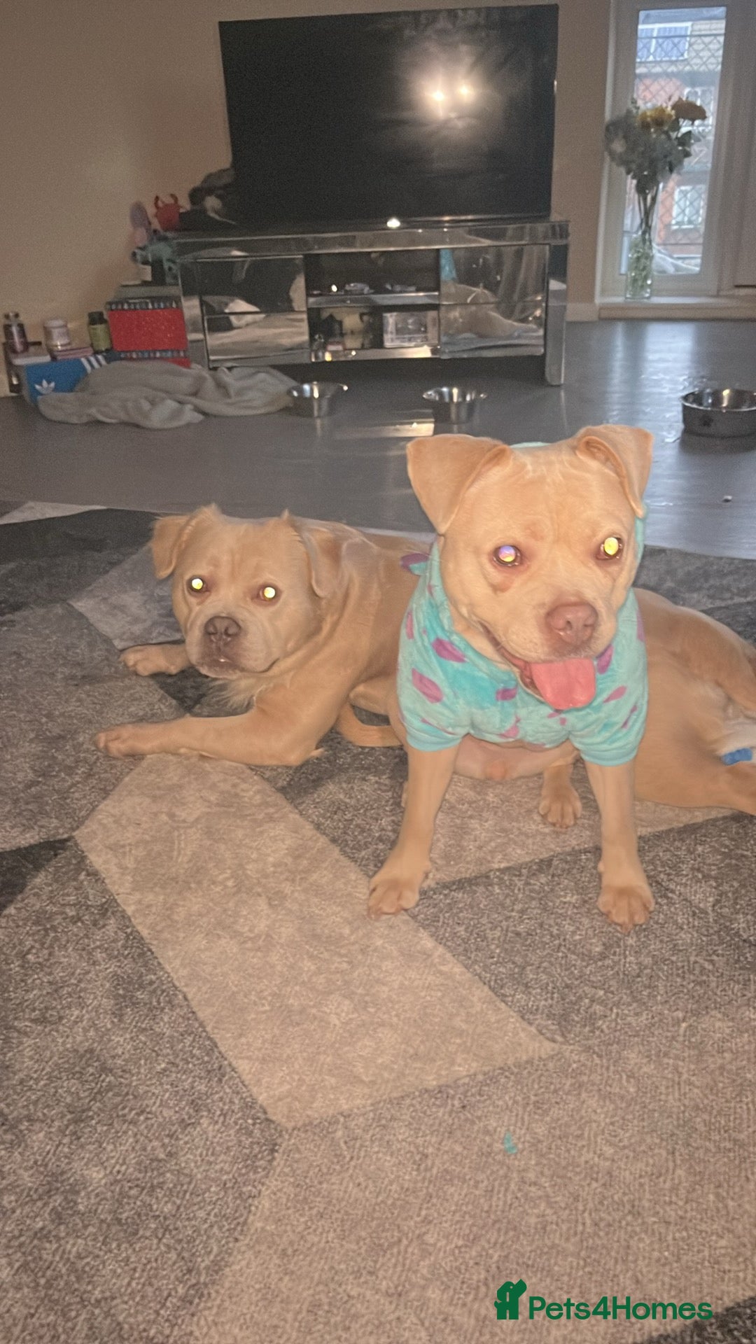 Mixed Breed dogs for sale: Staffy x frenchie - Advert 2