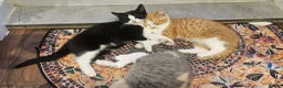 Selkirk Rex cats for sale:  Beautiful Home-Raised Selkirk Rex&BSH Kittens 😻 - Advert 5