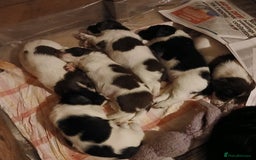 English Springer Spaniel dogs for sale: Springer Spaniel Puppies for sale - Image 1
