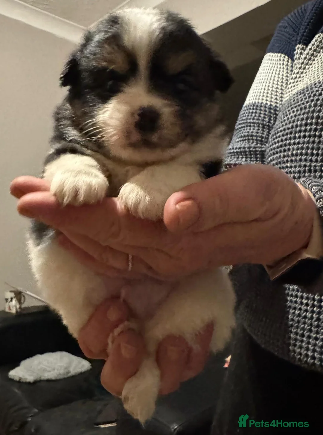 Mixed Breed dogs for sale: Jack russle x pomerainian  - Advert 8