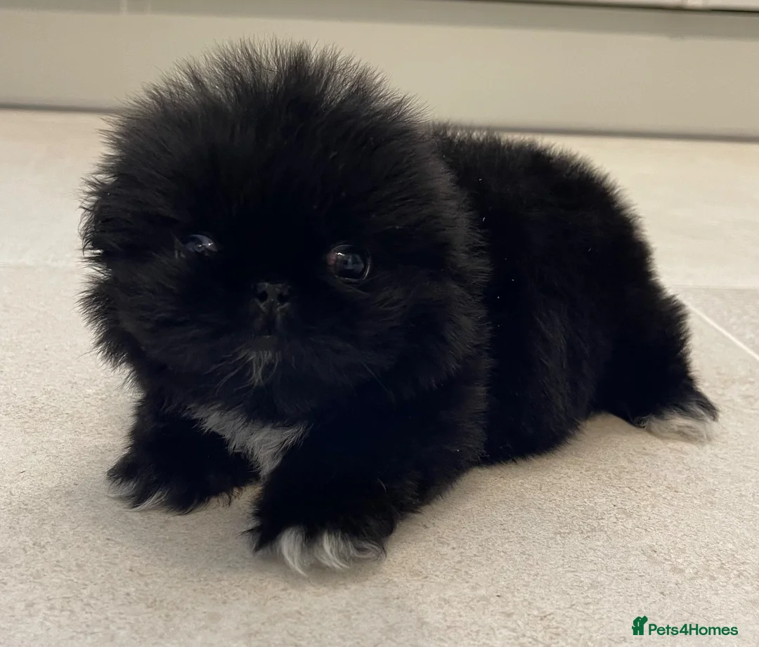Pekingese dogs for sale: 💙Filbert💙 Stunning KC reg Pekingese Puppy - Advert 1