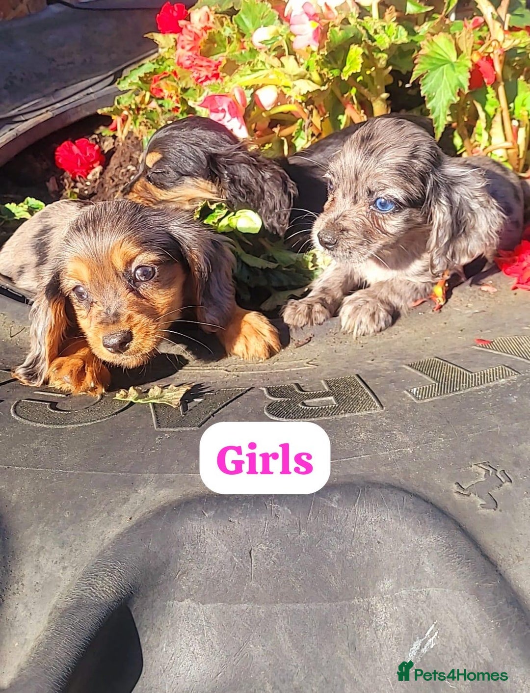 Cocker Spaniel dogs for sale: Stunning cocker spaniels puppies  - Image 4