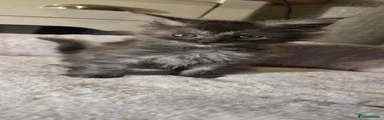 Maine Coon 2