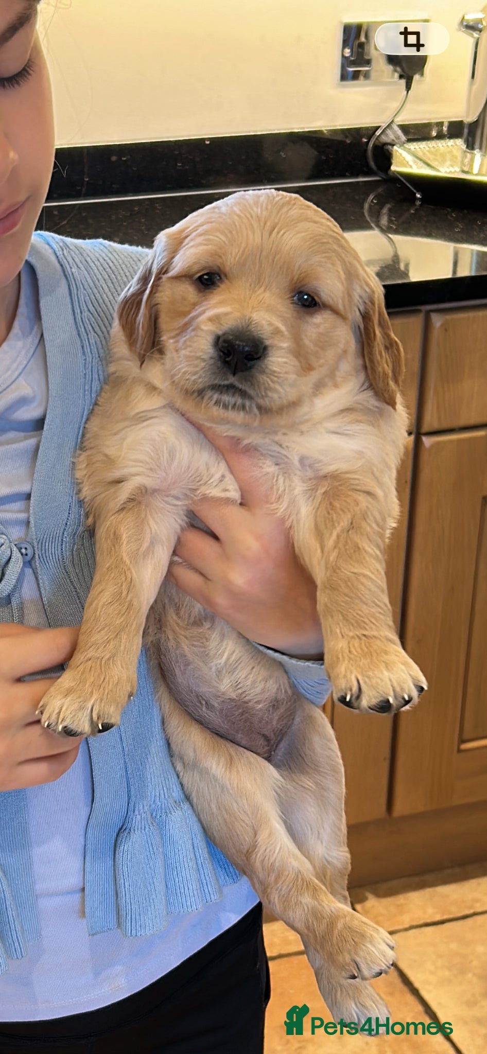 Golden Retriever dogs for sale: Beautiful kc reg golden retriever puppies  - Advert 1