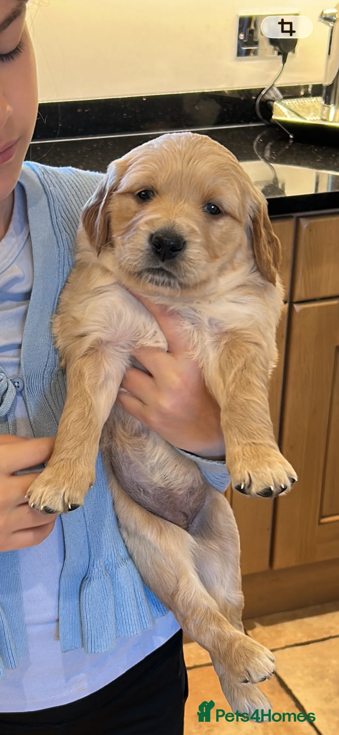 Golden Retriever dogs for sale: Beautiful kc reg golden retriever puppies  - Advert 1