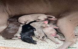 Cane Corso dogs for sale: Exceptional litter, Italian Cane Corsos, ICCF Peds - Image 8