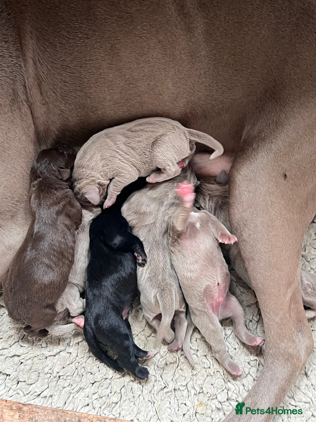 Cane Corso dogs for sale: Exceptional litter, Italian Cane Corsos, ICCF Peds - Image 8