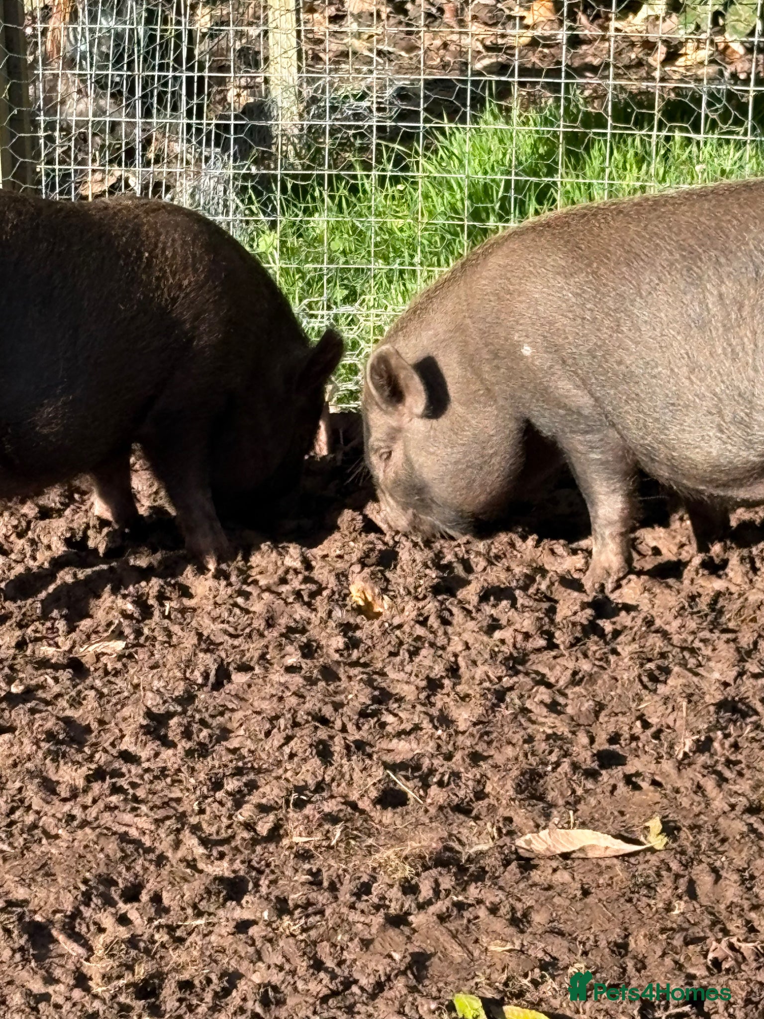 Pig livestock Pigs for Sale Mini pigs  - Advert 1