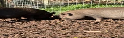 Pig livestock for sale: Pigs for Sale Mini pigs  - Advert 3
