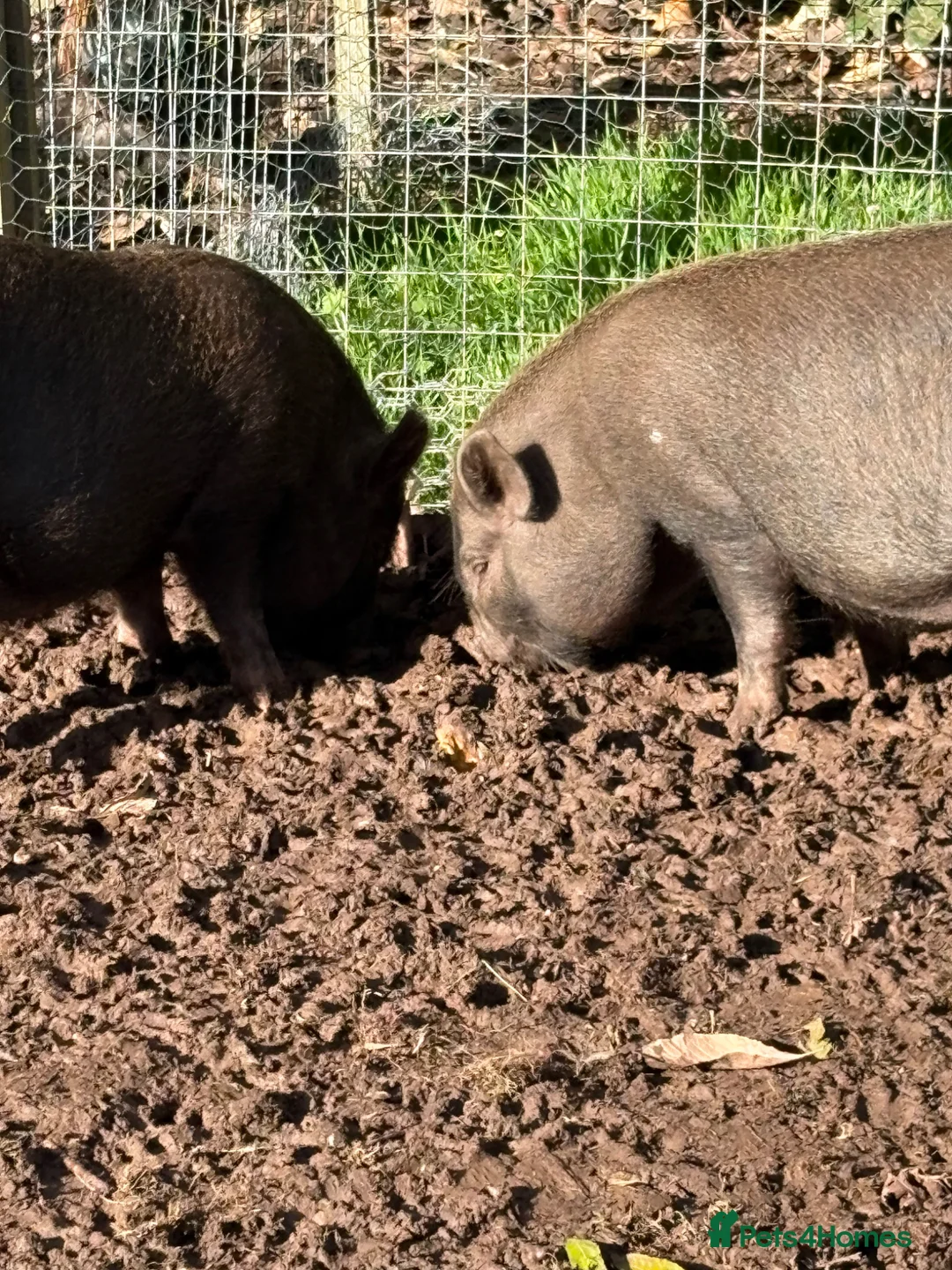Pig livestock for sale: Pigs for Sale Mini pigs  - Advert 3