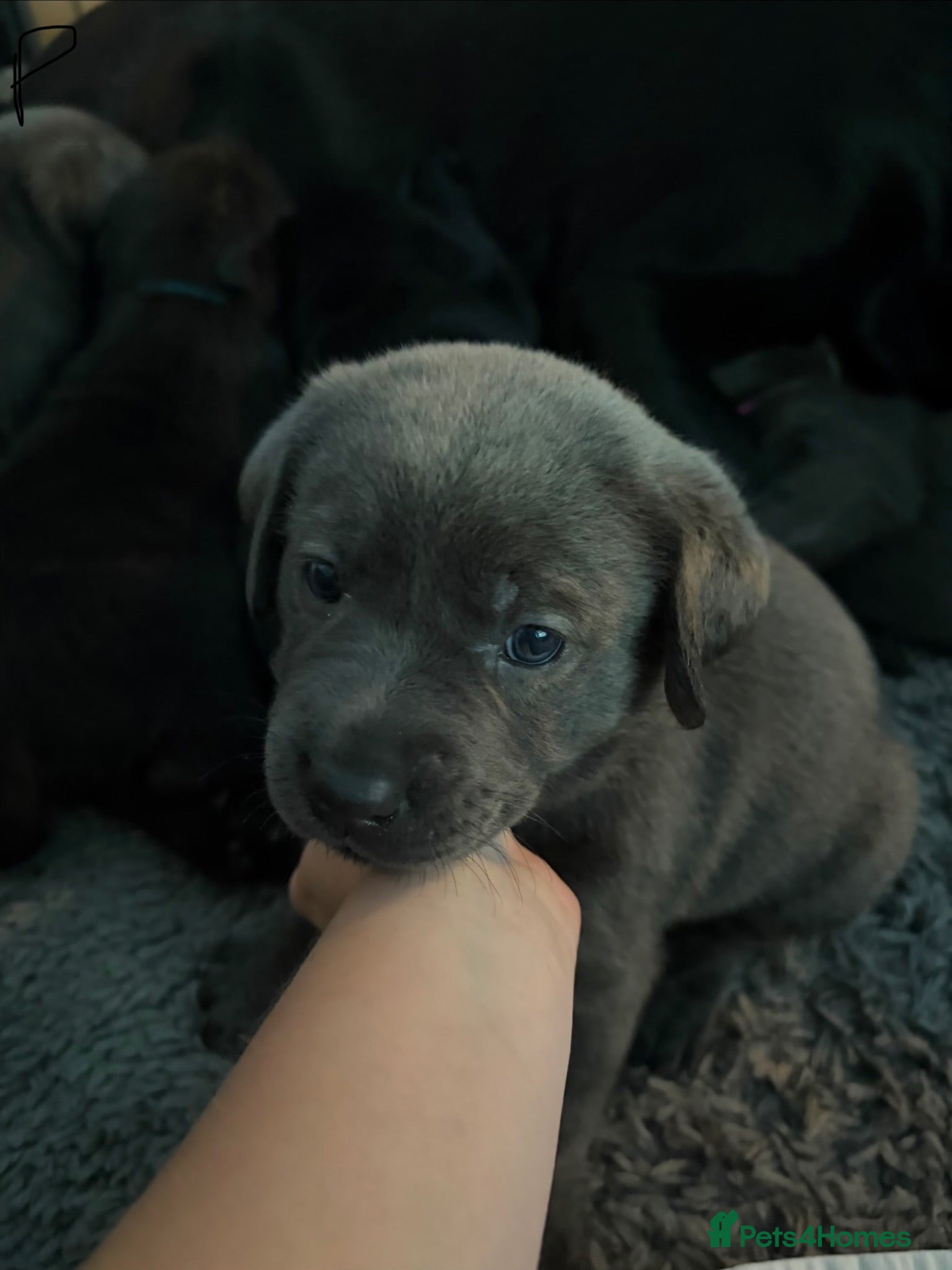 Labrador Retriever dogs Now taking deposits on my beautiful babies - Advert 1