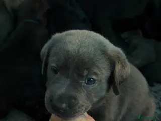 Labrador Retriever dogs Now taking deposits on my beautiful babies - Advert 1