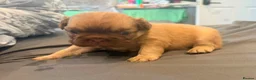 French Bulldog dogs for sale: Fluffy French bulldogs  - Advert 12