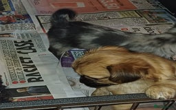 Chorkie dogs for sale: Chorkie puppies  - Image 1