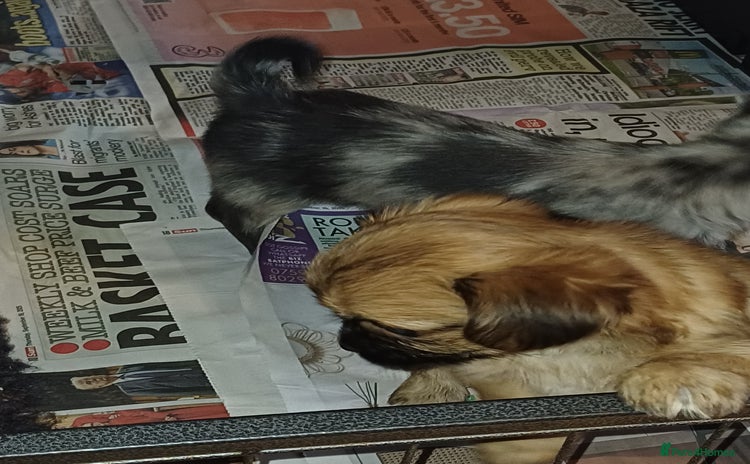 Chorkie dogs - Advert 1