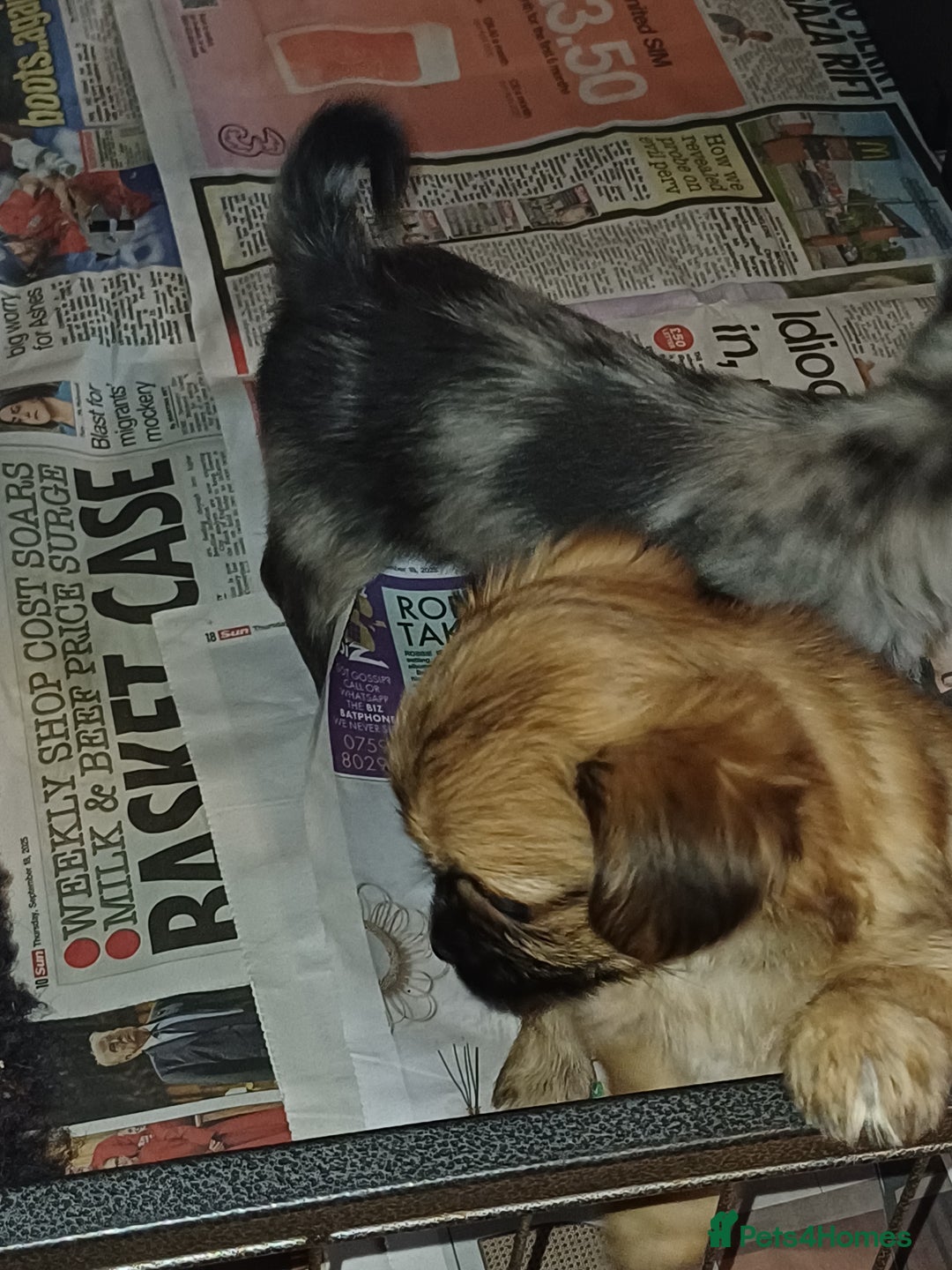 Chorkie dogs for sale: Chorkie puppies  - Image 1