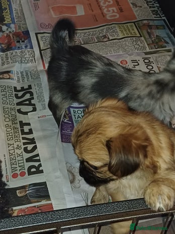 Chorkie dogs - Advert 9