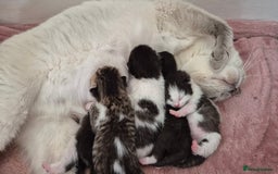 Mixed Breed cats for sale: British short hair cross  - Image 13