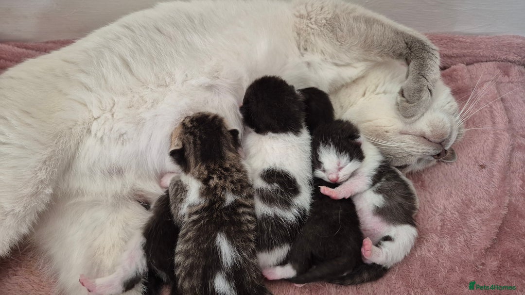 Mixed Breed cats for sale: British short hair cross  - Image 13