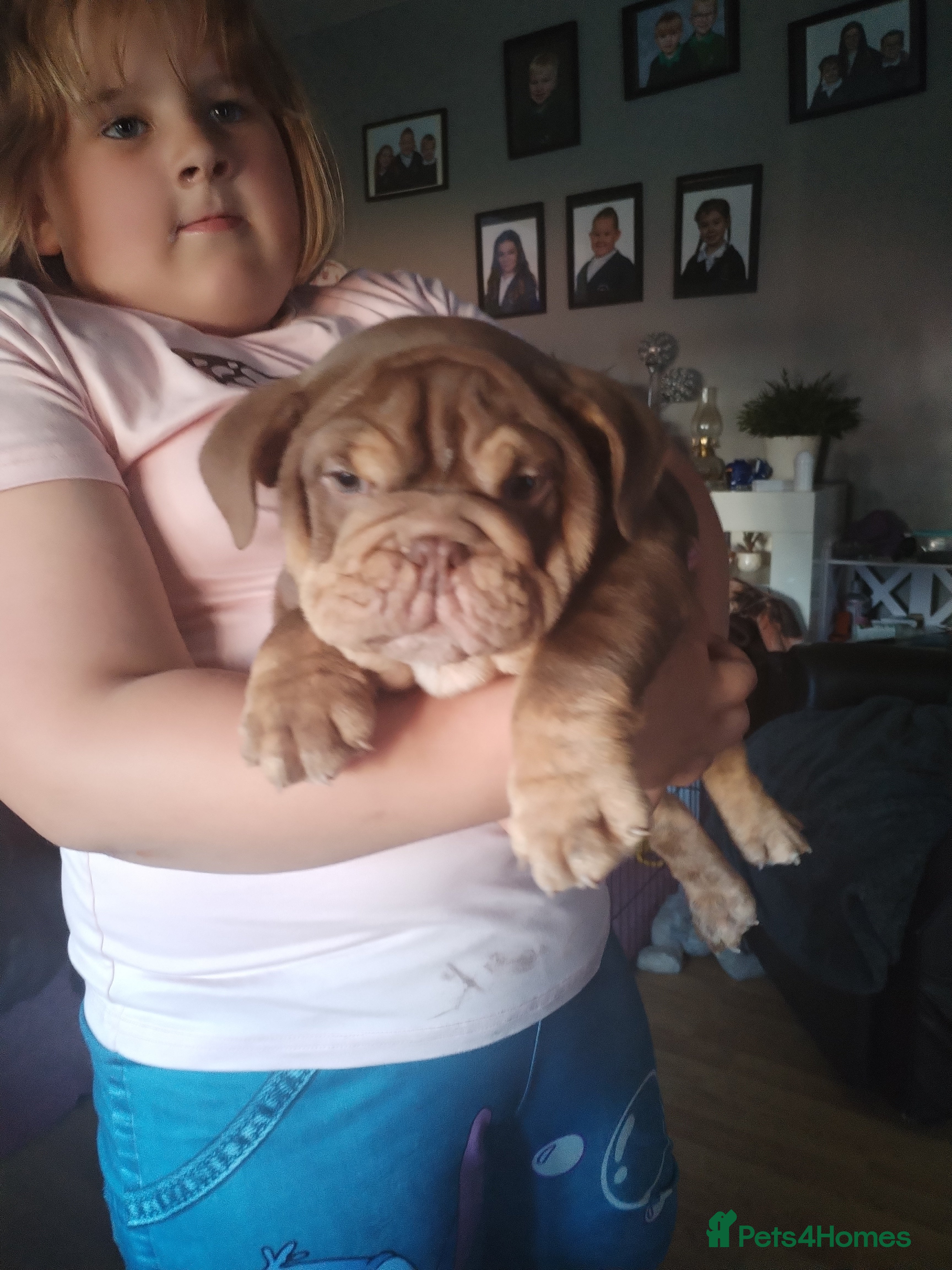 English Bulldog dogs for sale: Kc registered bulldogs  - Advert 4