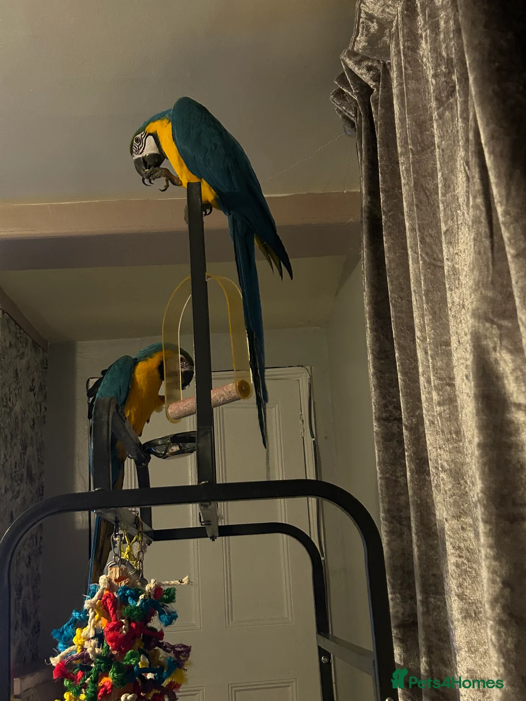 Macaws birds for sale: Macaws  - Advert 8