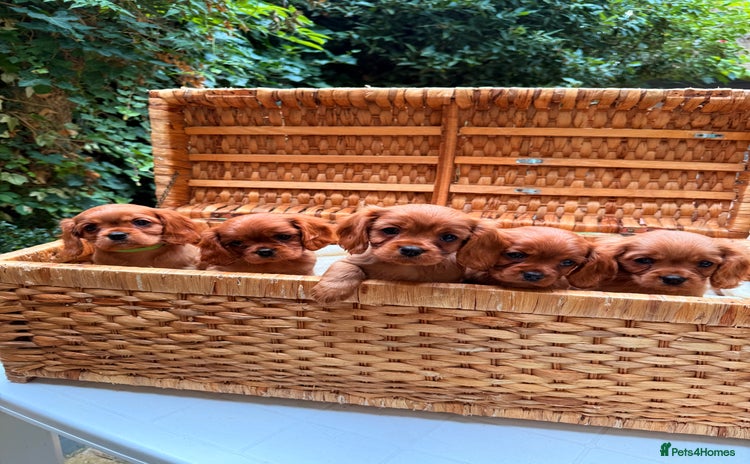 Cavalier King Charles Spaniel dogs - Advert 1