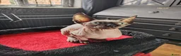 Sphynx cats for sale: Sphinx kitten for rehoming  in Grimsby - Advert 4