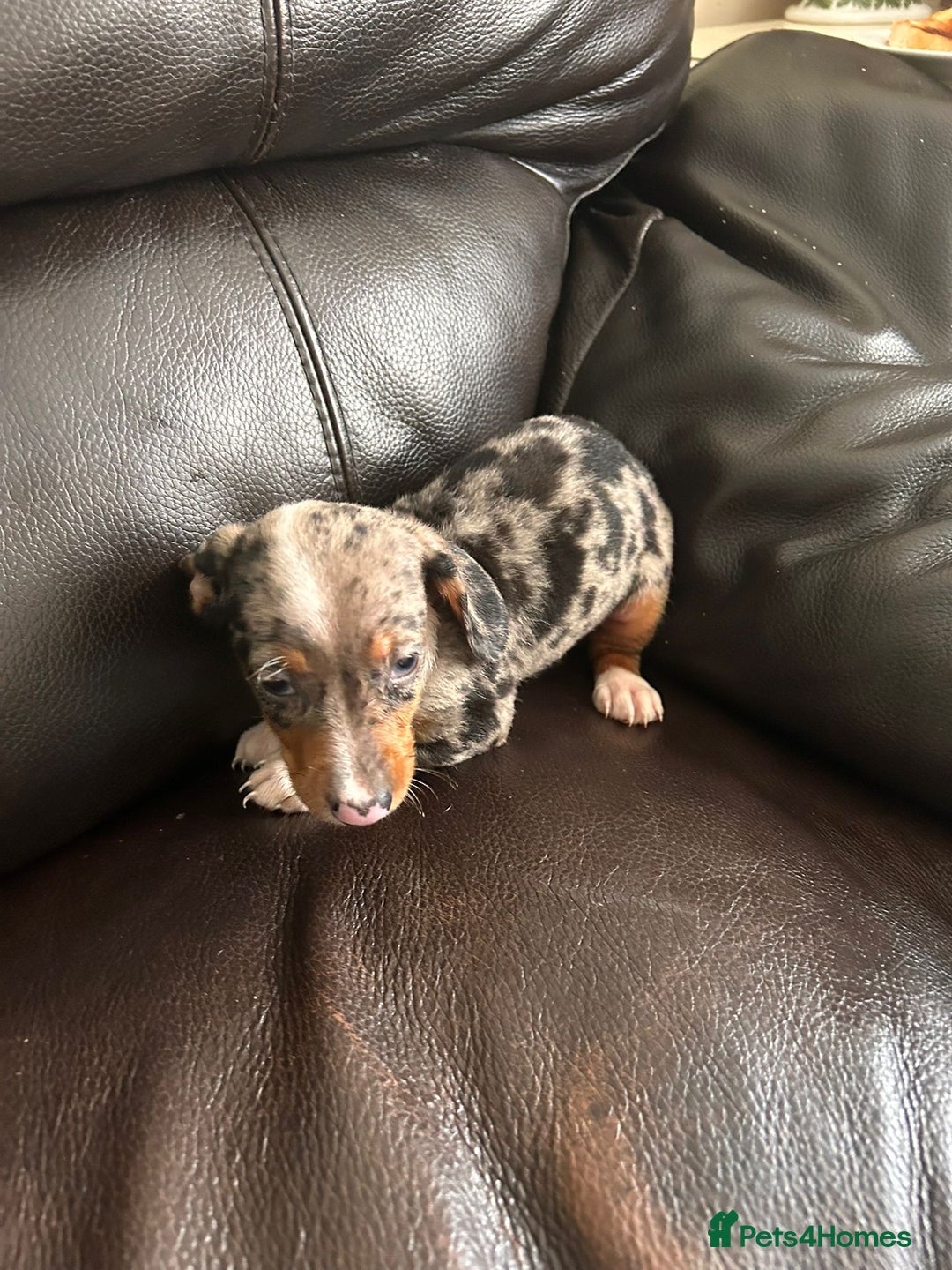 Miniature Dachshund dogs for sale: Dachshund puppies boys and girls ready now - Image 15