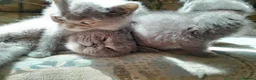 British Shorthair cats for sale: Stunning British Shorthair Kitty's - Advert 2