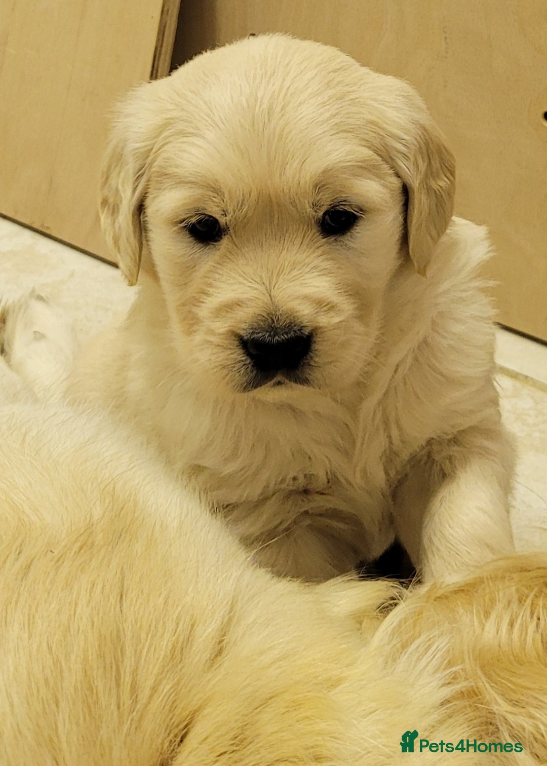 Golden Retriever dogs for sale: Golden retrievers  - Advert 4