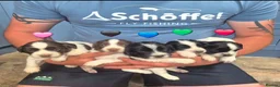 English Springer Spaniel dogs for sale: Working Springer Spaniel - Advert 1