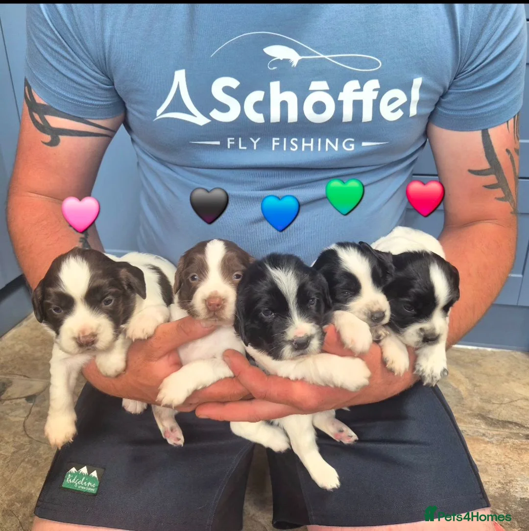 English Springer Spaniel dogs for sale: Working Springer Spaniel - Advert 1