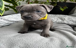 Staffordshire Bull Terrier dogs for sale: 🔷 Pharaon Champion Line Pups 🔷 in Wolverhampton - Image 24