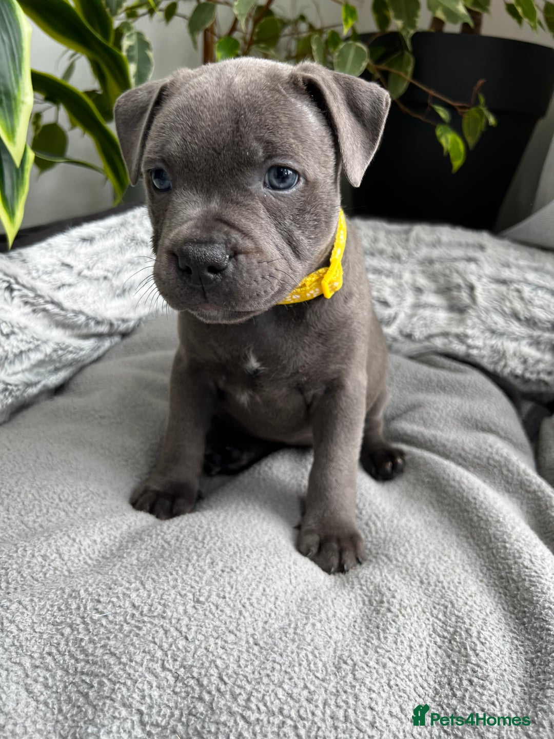 Staffordshire Bull Terrier dogs for sale: 🔷 Pharaon Champion Line Pups 🔷 in Wolverhampton - Image 24