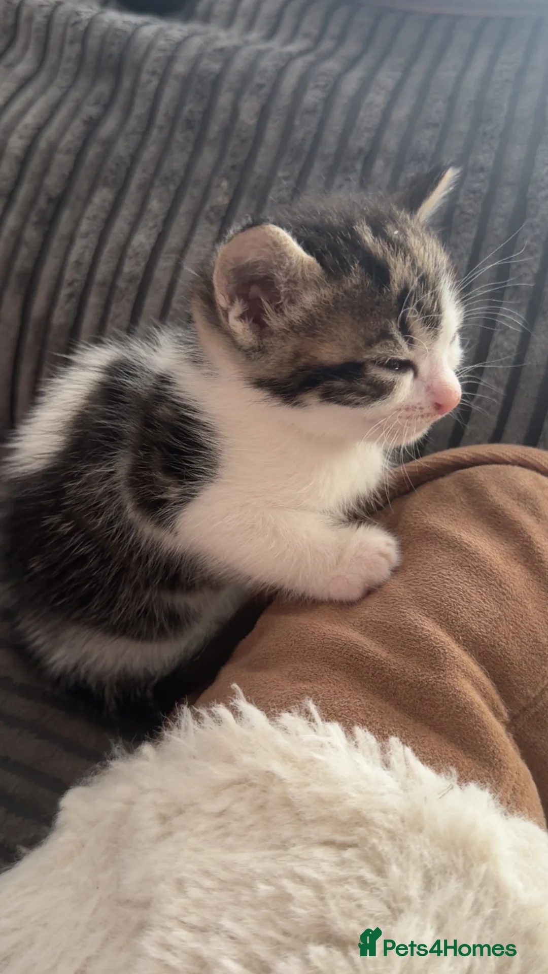 Mixed Breed cats for sale: Kittens for sale  in Derby - Advert 2